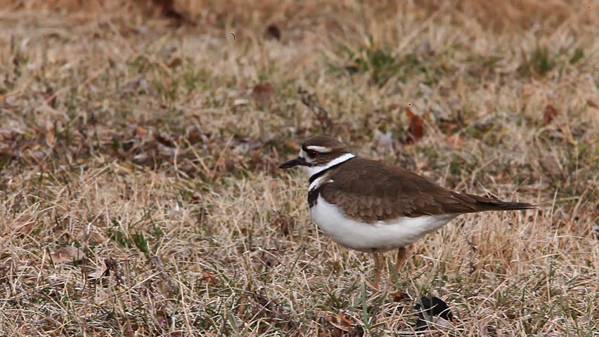 Killdeer, Charadrius vociferus