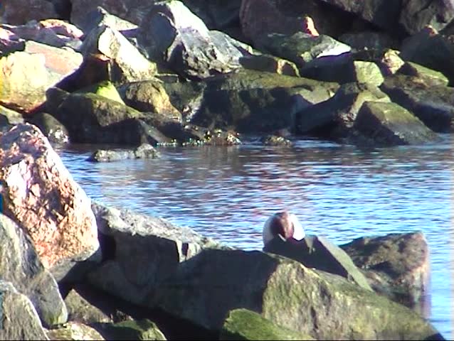 Ducks washing in a sea