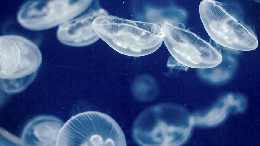 Jellyfish Underwater Footage with glowing medusas moving around in the water BMPC Royalty-Free Stock Footage #13607480