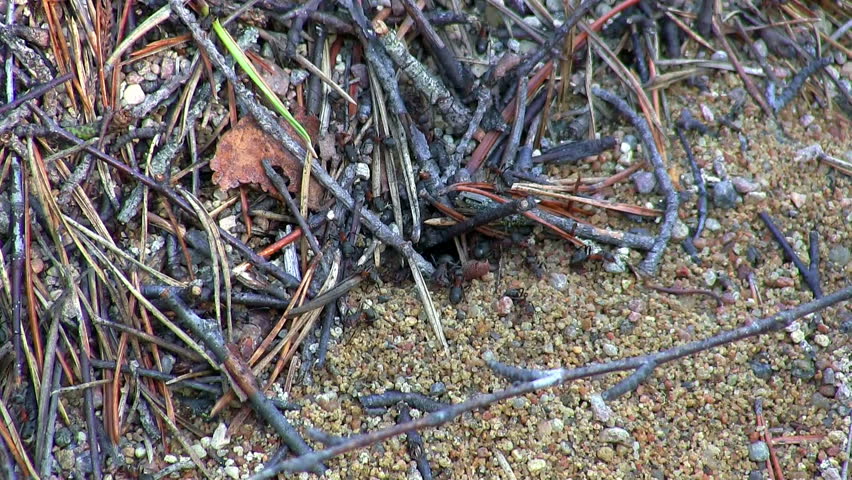 ants and anthill, close-up