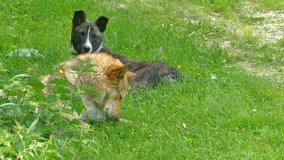 Two Dogs Lie in Green Grass, 4K Ultra HD Shot