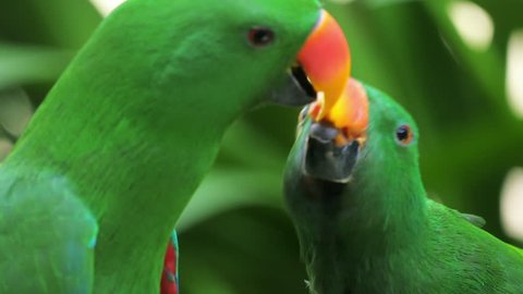 Two cute green parrots feeding each other in tropical rainforest 