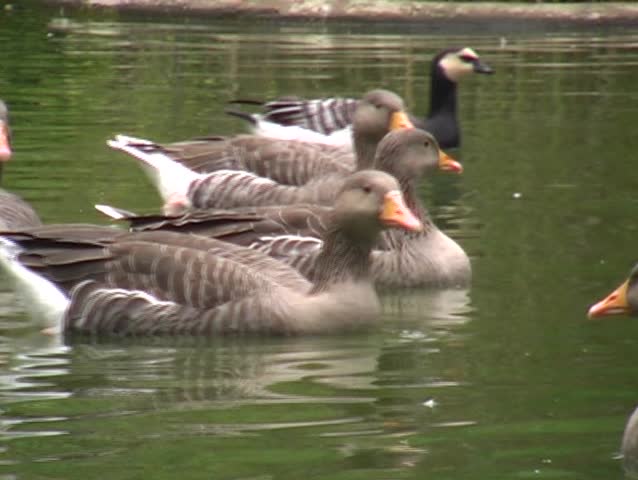 duck in a lake