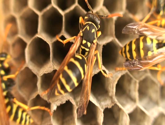 Closeup of wasps on a nest