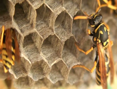 Closeup of wasps on a nest