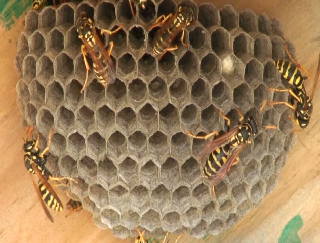 Closeup of wasps on a nest