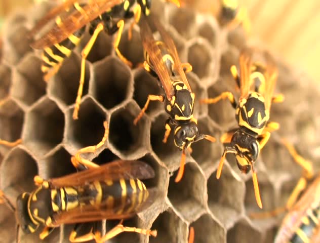 Closeup of wasps on a nest