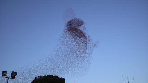 Giant flock of birds swarming against a sunset sky. Italy, Umbria, San Feliciano, Trasimeno lake.