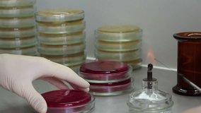 A man  touch bacterial colony on red agar (Endo) by bacteriologist's tool, and inoculates sterile points on antibiotic agar in another plate. No camera movement. Close-up.