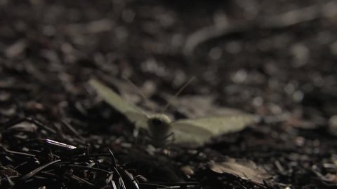 Moth walking on forest floor - Macro