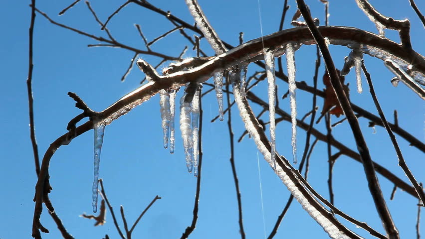 icicles on the branch