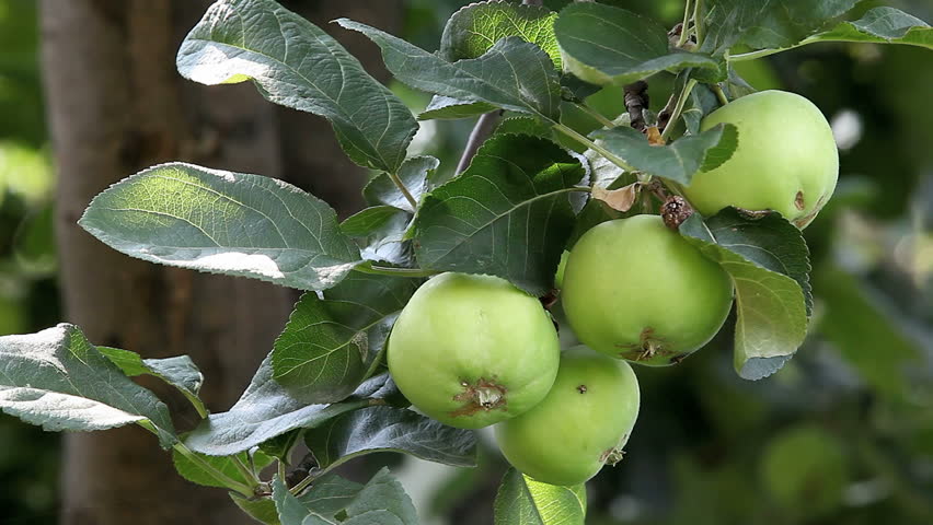 Ripe green apple