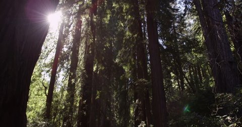 Tilt down shot. Sun breaking through Redwoods at Muir Woods National Monument in northern California. 4k footage. Red Epic Camera.