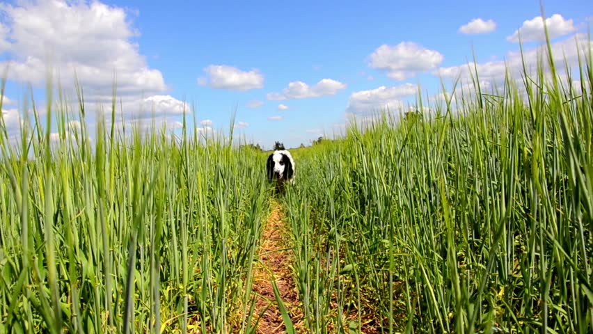 Dog is walking on the trail in the large field