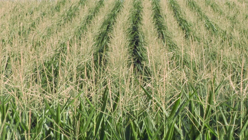 cornfield pattern