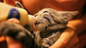 Tiny kitten sucks milk from the bottle. Profile portrait. Video on love for animals, adoption, care for others, tenderness and childhood.
