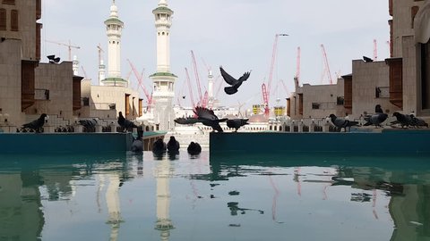 Pigeons resting and drinking pool water with Masjid Haram minarets background