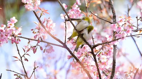 beautiful birds with Cherry blossom , pink sakura flower