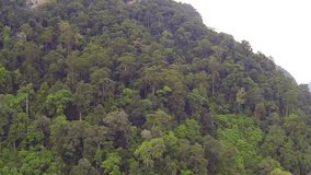 Trees in Thai jungle, aerial video