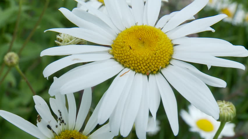 Anthemis Nobilis