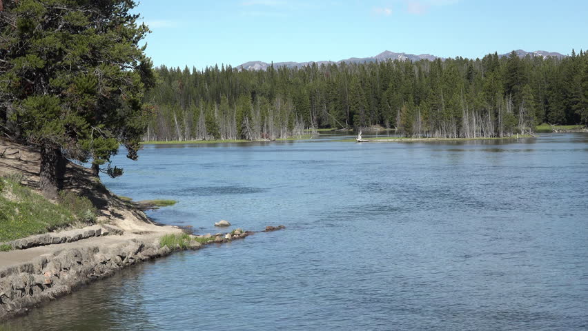 Yellowstone River shoreline forest islands 4K. 3 million visitor tourists. Geysers, hot pots and springs, lakes, river and Old Faithful. Beautiful and powerful geothermal environmental geology.