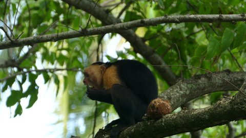 Capuchin monkey in a tree eating fast from a coconut and looking around in Montezuma Costa Rica