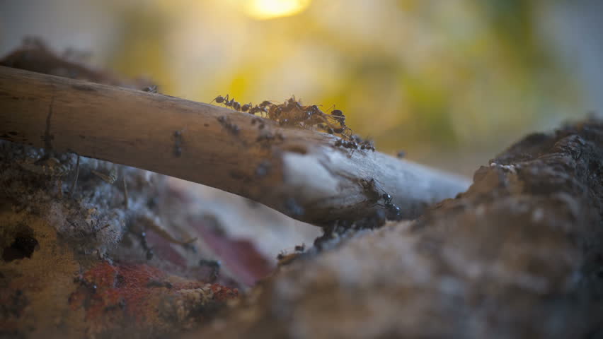 Ants (Messor Barbarus) at hunting in Timelapse