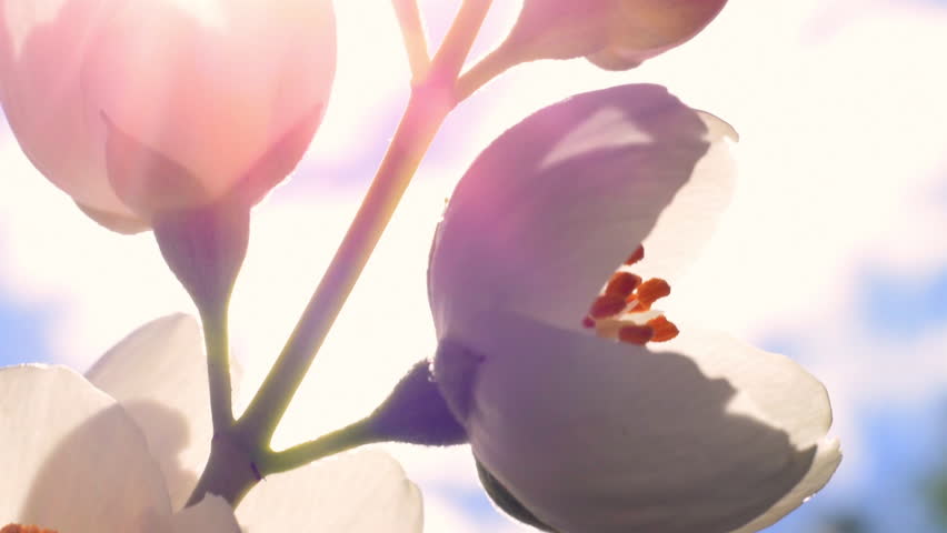 Shiny Flowers Videos