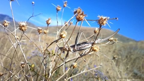 Formidable insect. Armed with thorns huge locust - Saga pedo Predatory Bush-Cricket. But despite menace it is globally vulnerable species of insects. IUCN red list. Europe dry steppe, arid ecosystem