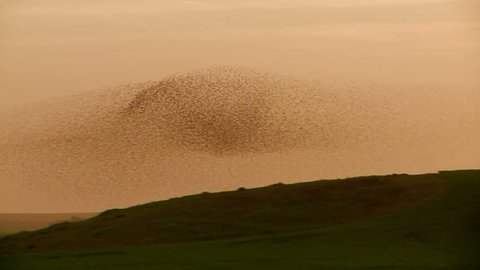 Starling. A flock of Birds. Starlings flying against the sunset over a field. Change the form. Wildlife nature. Tripod. Amazing shot 5