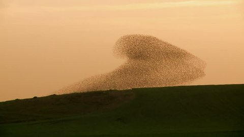 Starling. A flock of birds. Starlings flying against the sunset over a field. Change the form.Tripod. Amazing shot 4