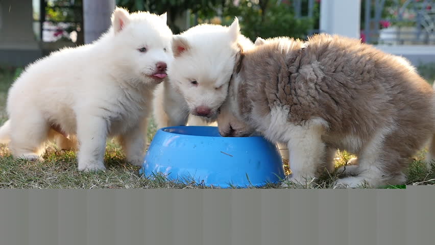 Cute Siberian Husky Puppies Drinking Stock Footage Video 100 Royalty Free 13685099 Shutterstock