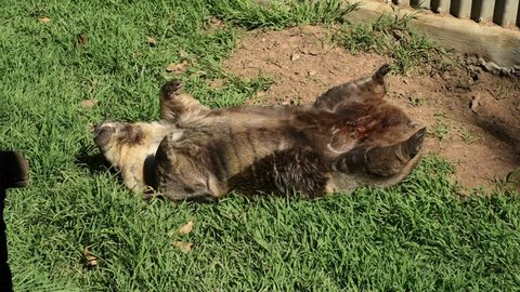 Wombat Laying in the Sun