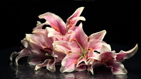 A time-lapse of flowers (lilies) wilting
