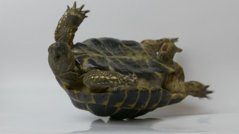 Ungraded: Helpless Russian tortoise turned upside down, shakes its legs in an attempt to get on its feet. Source: Lumix DMC, ungraded H.264 from camera without re-encoding. (av17503u)