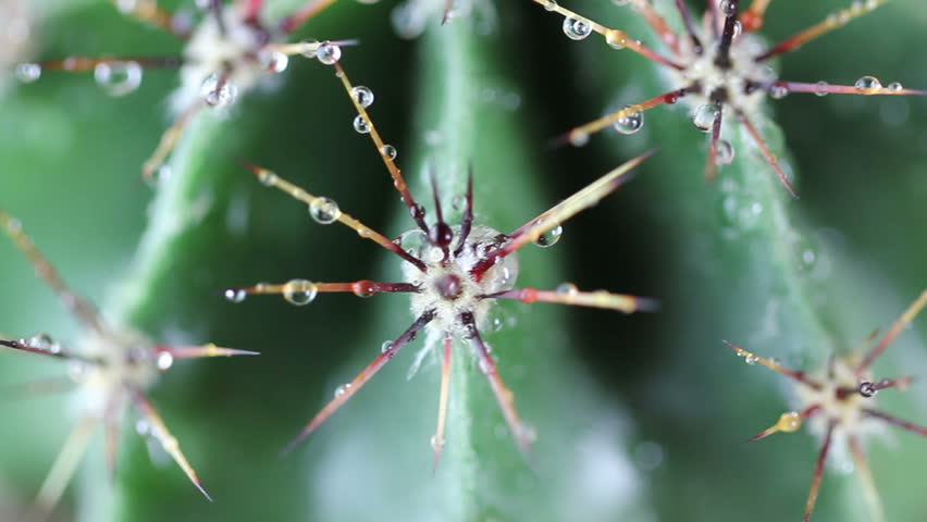 drops of water on a rotating cactus closeup