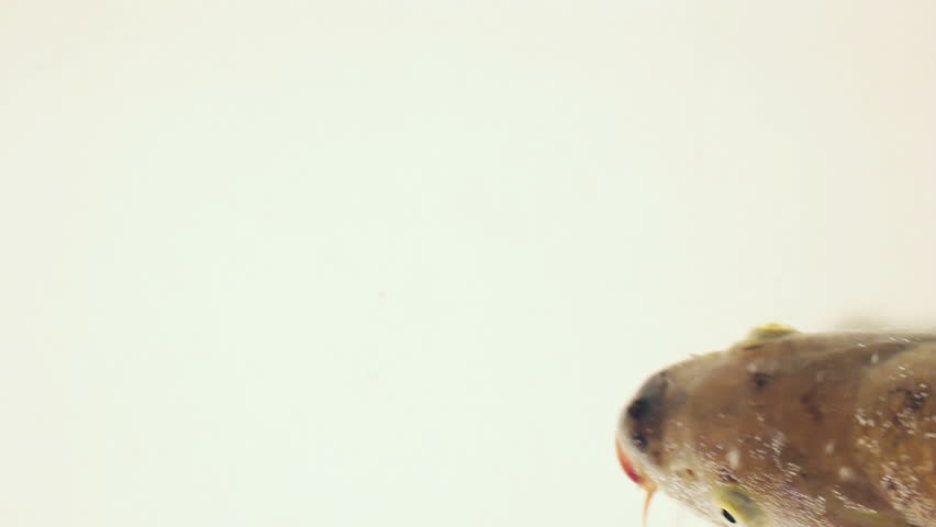 carp swimming in the water closeup
