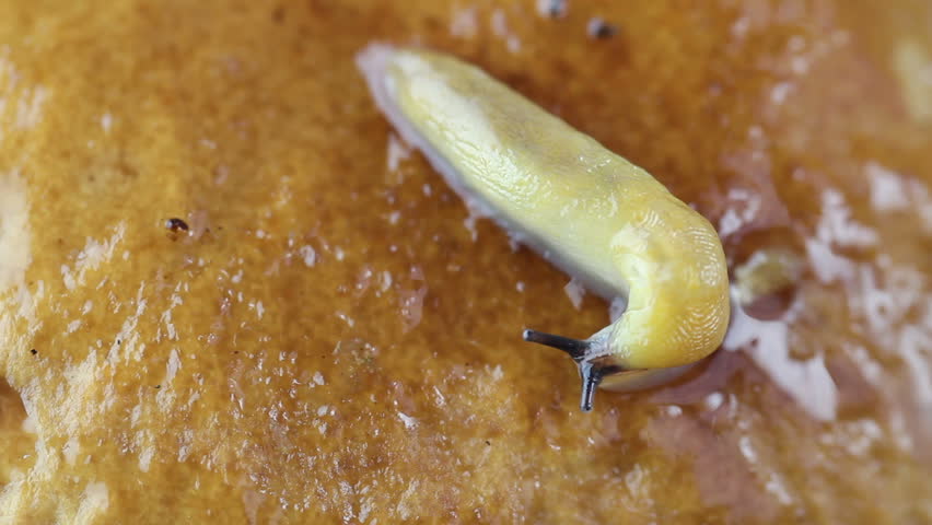 slug crawls on fungus closeup
