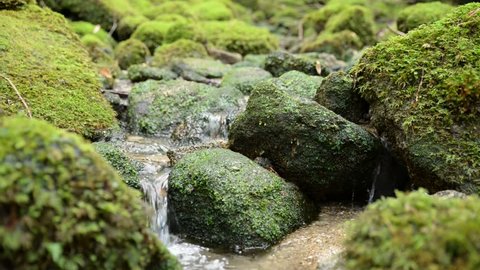 A small stream ran down among the mossy rocks. Yakushima, Japan
