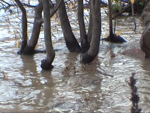 Trees in a flooded river