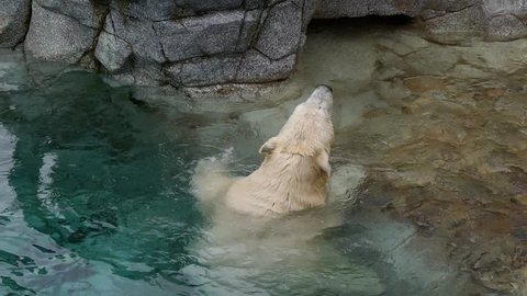 Polar Bear Playing - Slow motion 