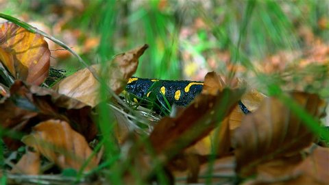 Fire Salamander crossing the abundant vegetation of the forest