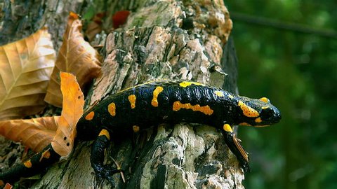Gorgeous fire salamander, climb the log through dry leaves then look relaxed the forest