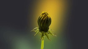 Dandelion time lapse/Dandelion flower blossoming composition/Timelapse video of a yellow daisy flower blossoming with a gerbera flower blossoming int he background