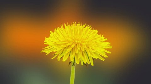 Dandelion time lapse/Dandelion flower blossoming composition/Timelapse video of a yellow daisy flower blossoming with a gerbera flower blossoming int he background