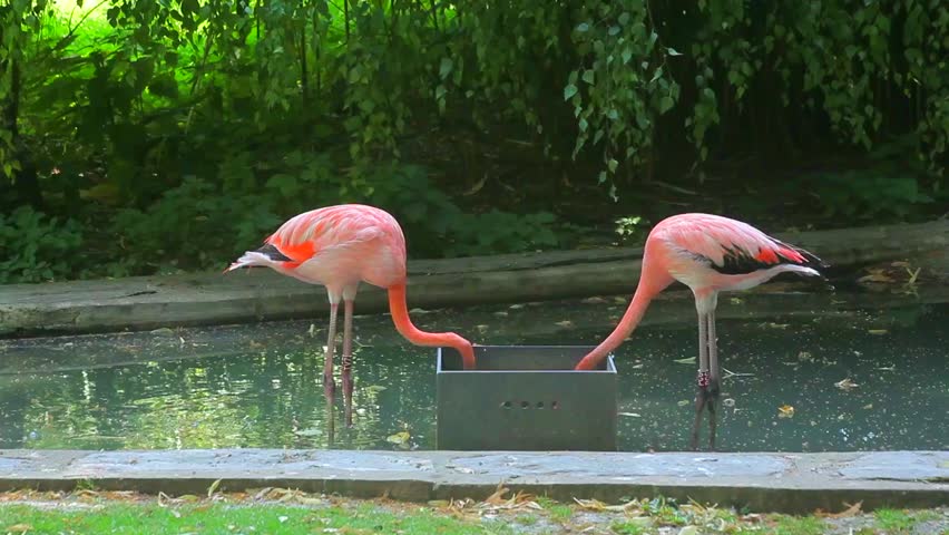 Two Flamingos at Zoo