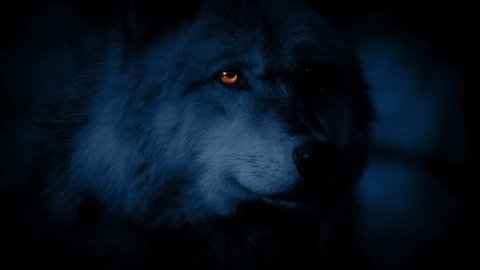 Wolf Looking Around At Night With Glowing Eyes