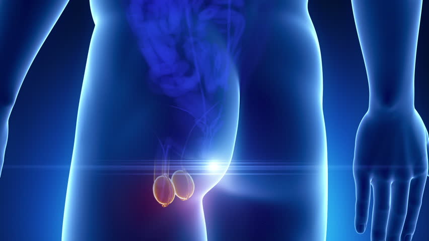 Male Reproductive Organs Medical Scan Stock Footage Video (100% Royalty