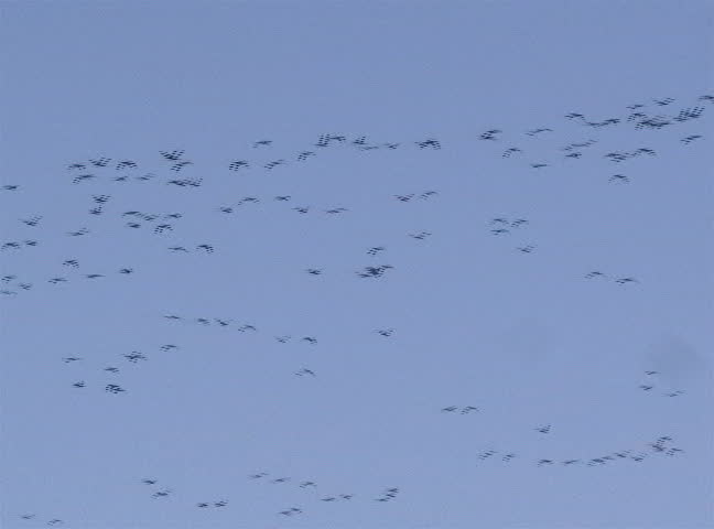 migrating geese flying 