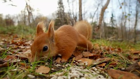 Squirrel red fur funny eating seeds autumn forest on background wild nature animal thematic (Sciurus vulgaris, rodent)